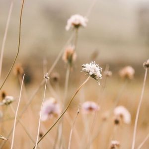 Meet your Posher,  Liz Vak